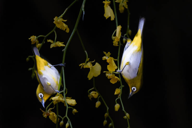 绣眼鸟觅食花间