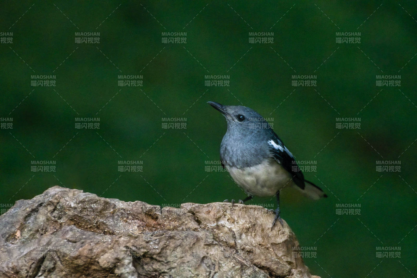 灰鹊鸲栖息岩石上