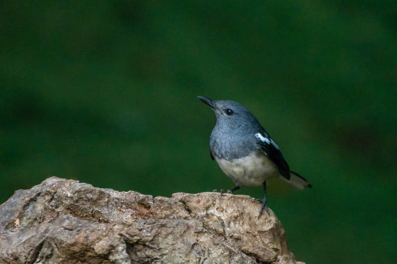 灰鹊鸲栖息岩石上