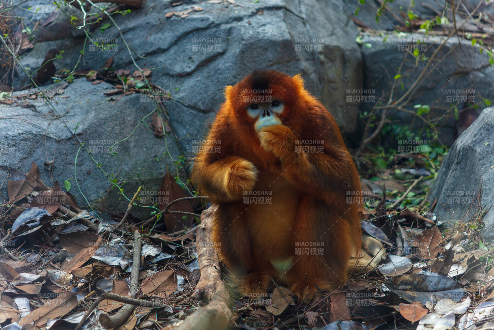 金絲猴靜坐思慮