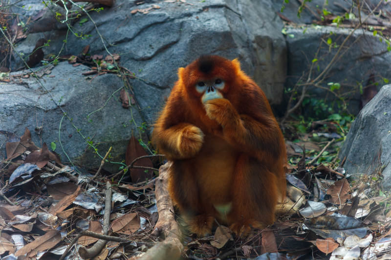 金絲猴靜坐思慮