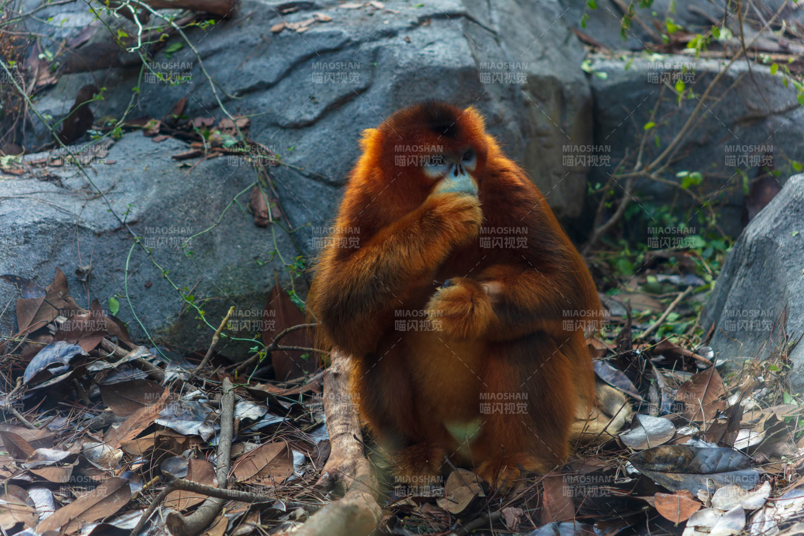 金毛猴靜坐林間