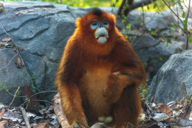 金絲猴靜坐石間