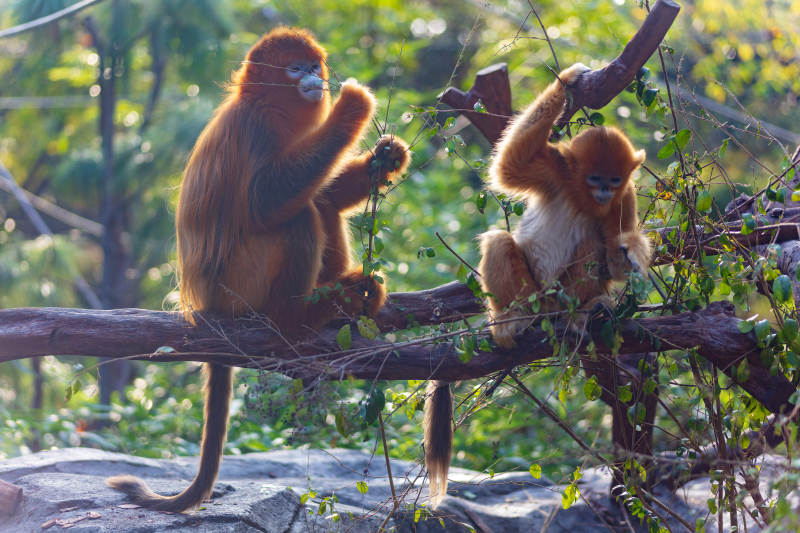 金絲猴樹上嬉戲