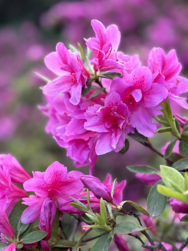 杜鵑花盛開(kāi)