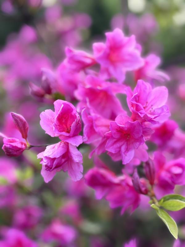 紫花綻放春意濃