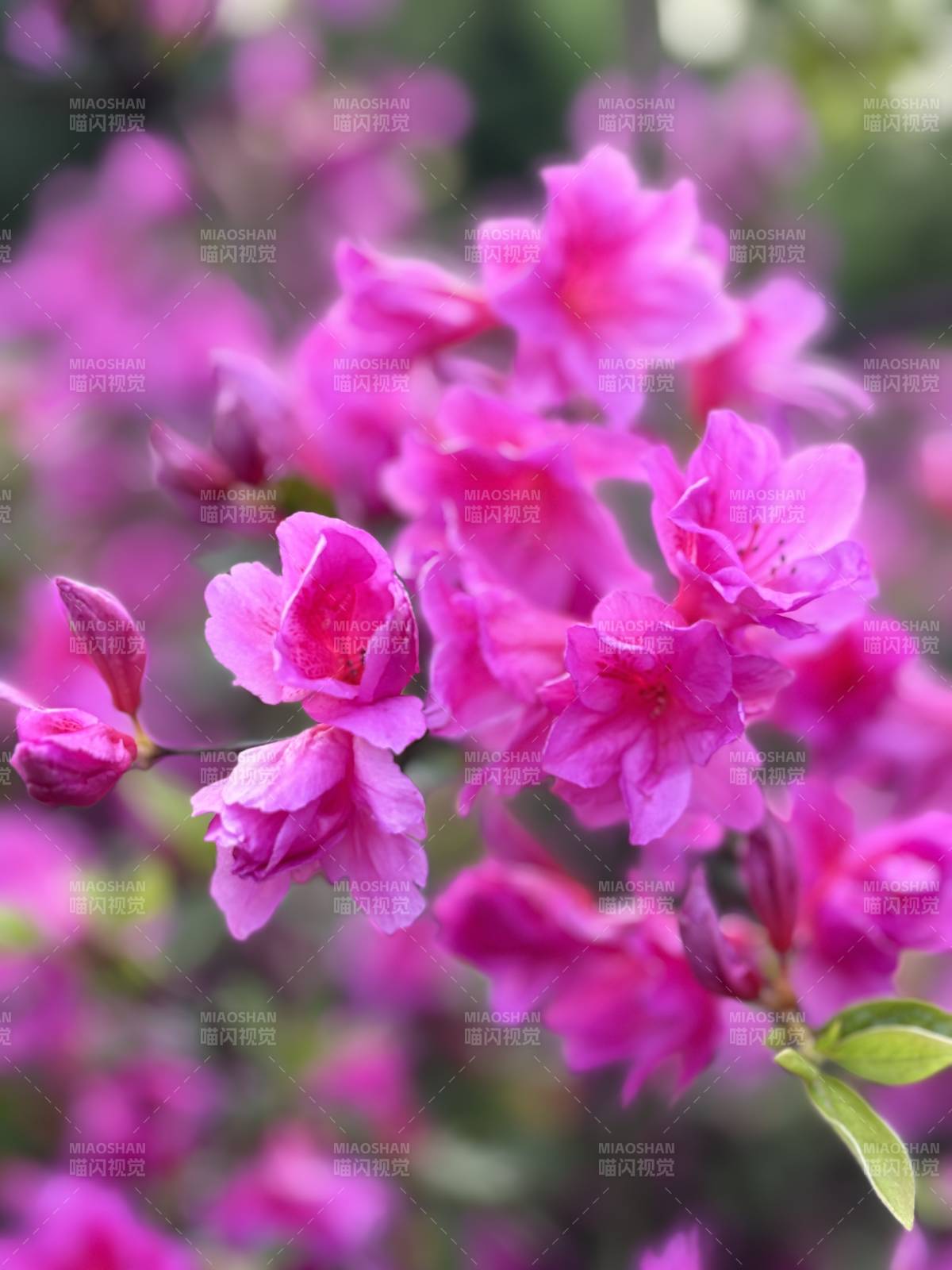 紫花綻放春意濃