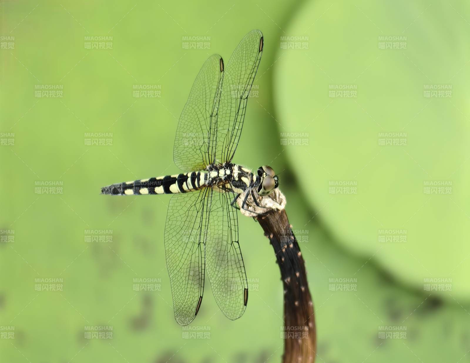 蜻蜓栖息荷叶间
