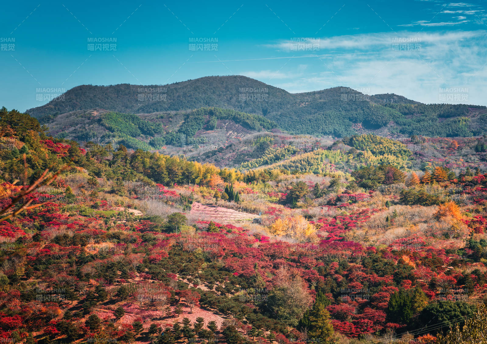 秋山紅葉畫卷  東西岙
