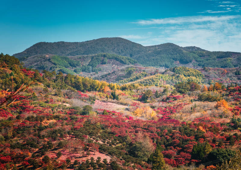 秋山红叶画卷  东西岙