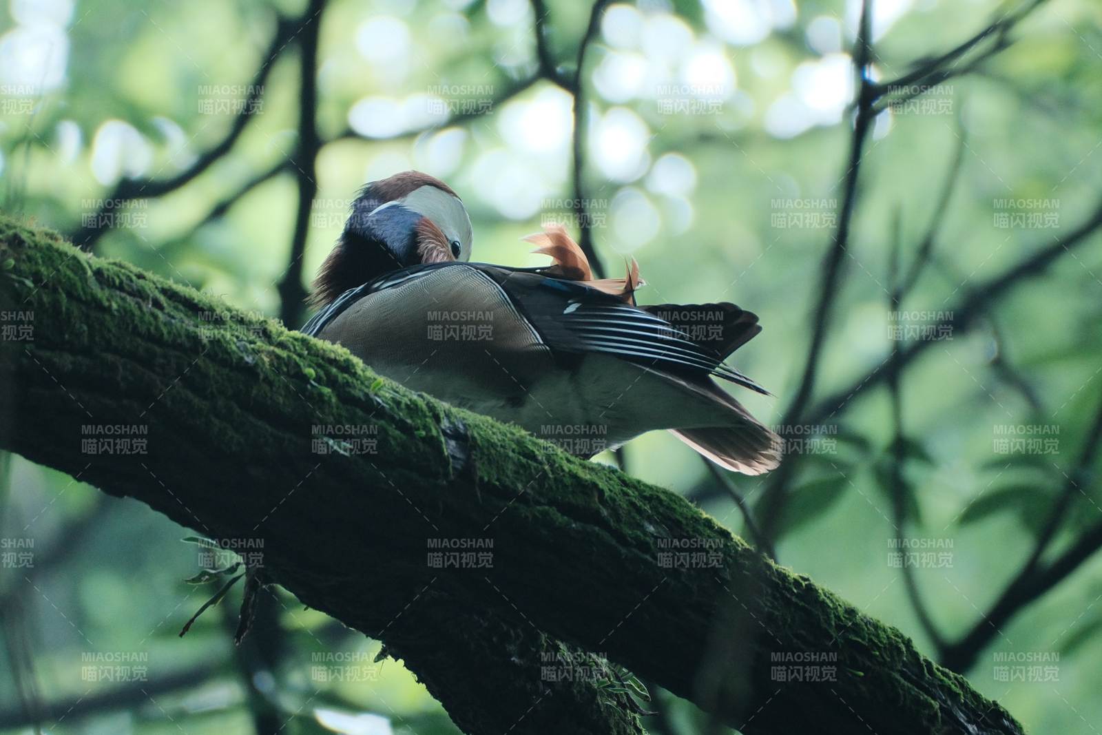 林间栖息的鸳鸯