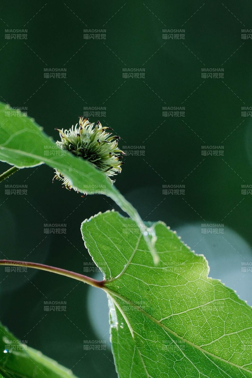 绿叶上的小花苞