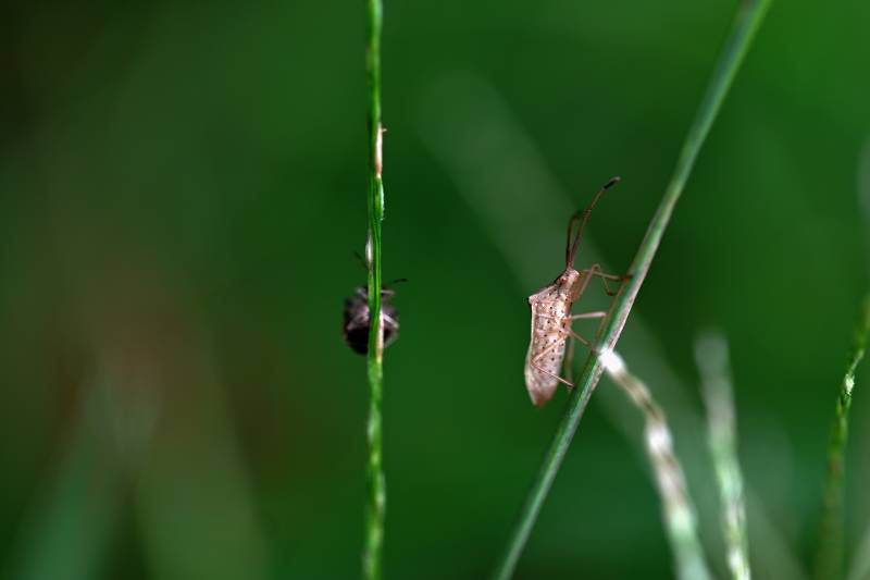 草叶上的小虫子