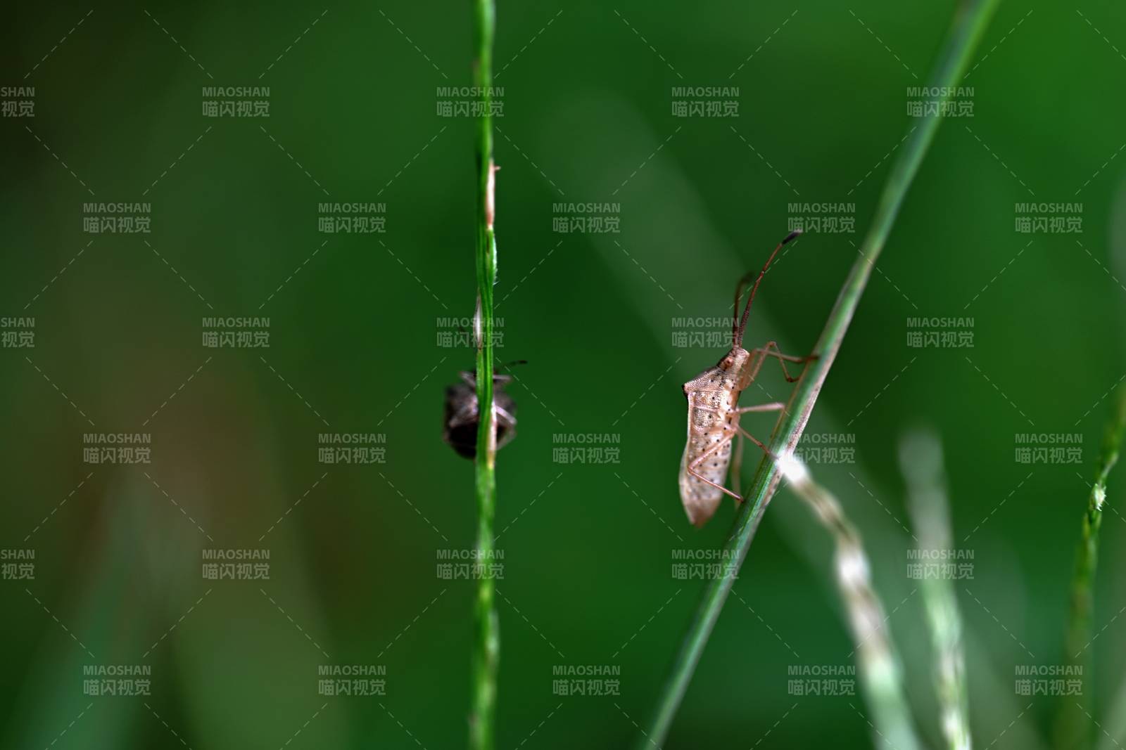 草叶上的小虫子