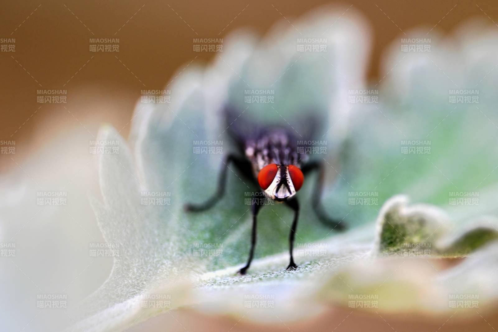 红眼苍蝇栖叶上