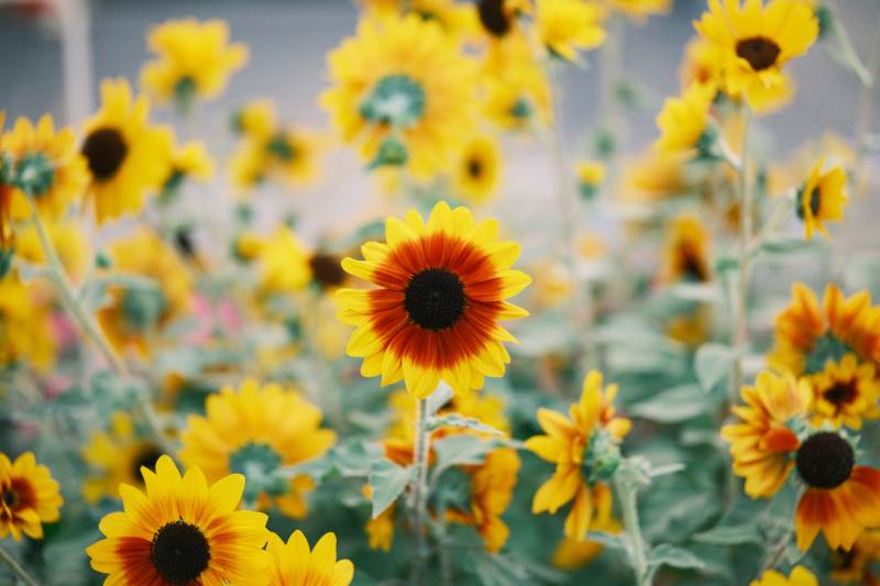 向日葵花海绽放