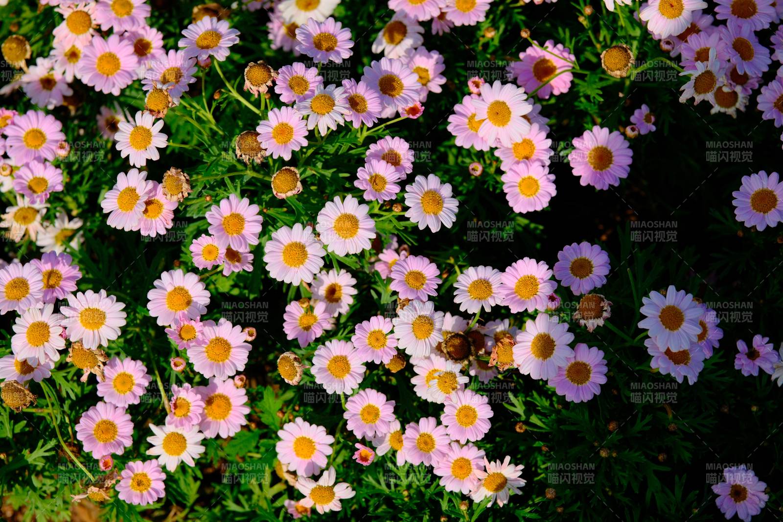 雛菊盛開的花園
