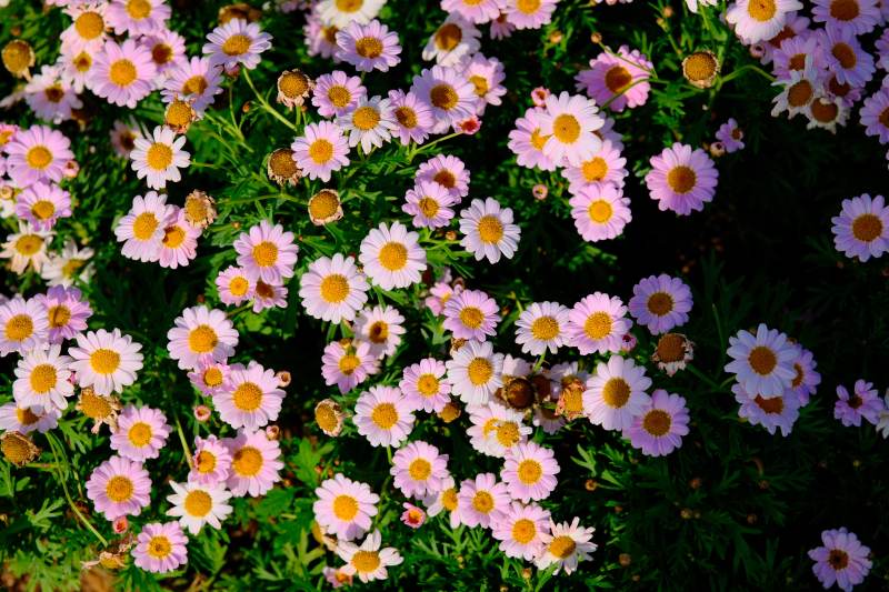 雛菊盛開的花園
