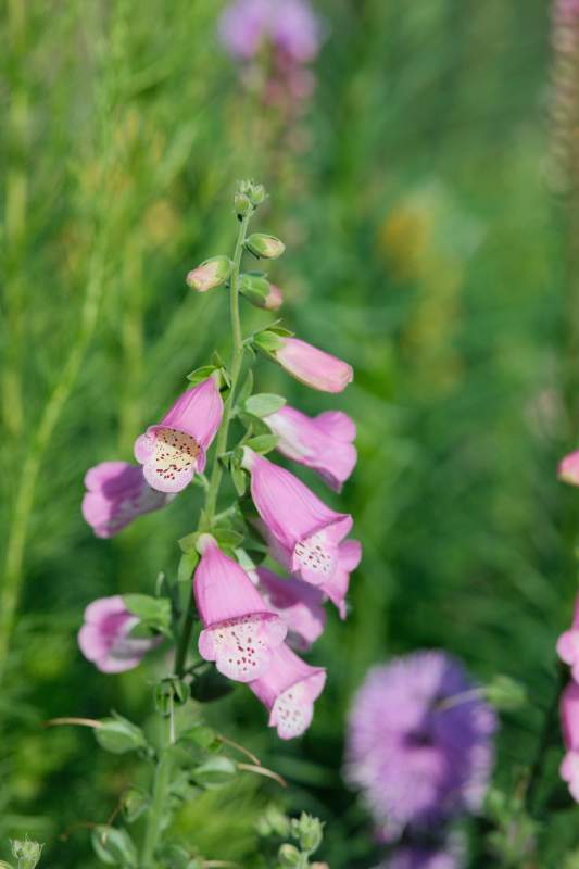 粉紅毛地黃花叢