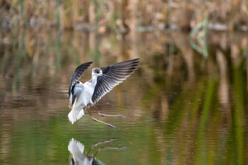 黑翅长脚鹬展翅飞翔