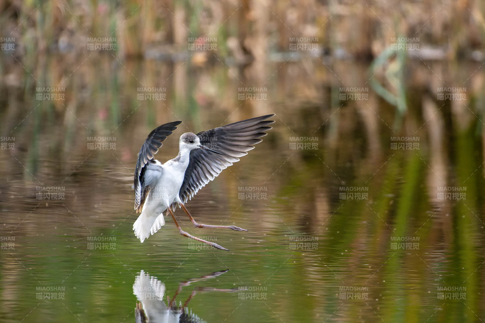 黑翅长脚鹬展翅飞翔