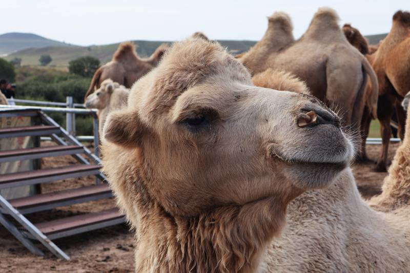 骆驼群中的温柔凝视