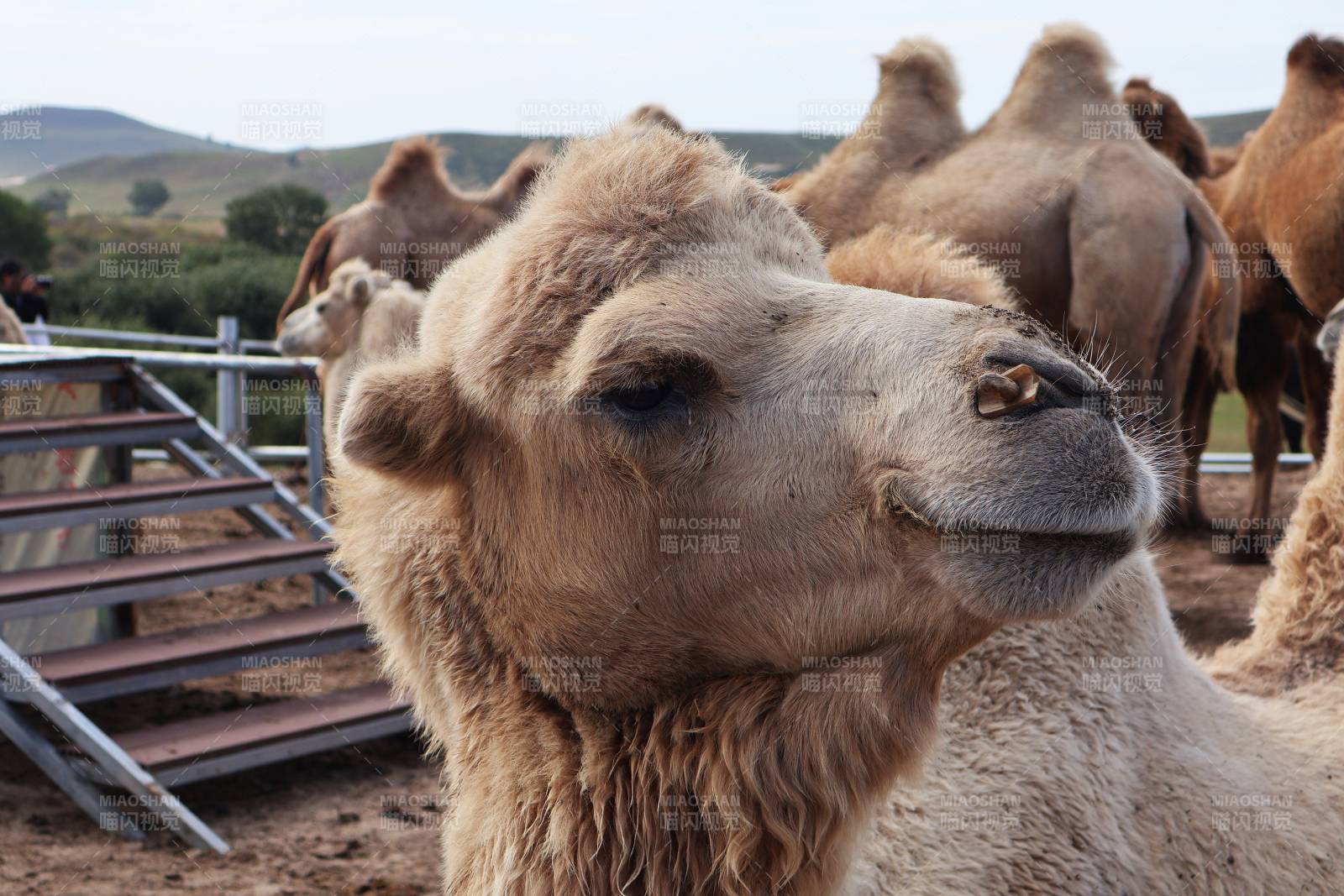 骆驼群中的温柔凝视