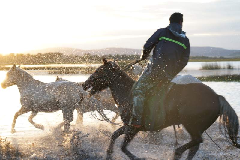 骏马奔腾水花飞溅