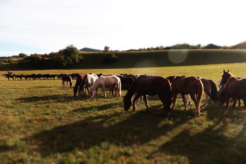 草原上的马群