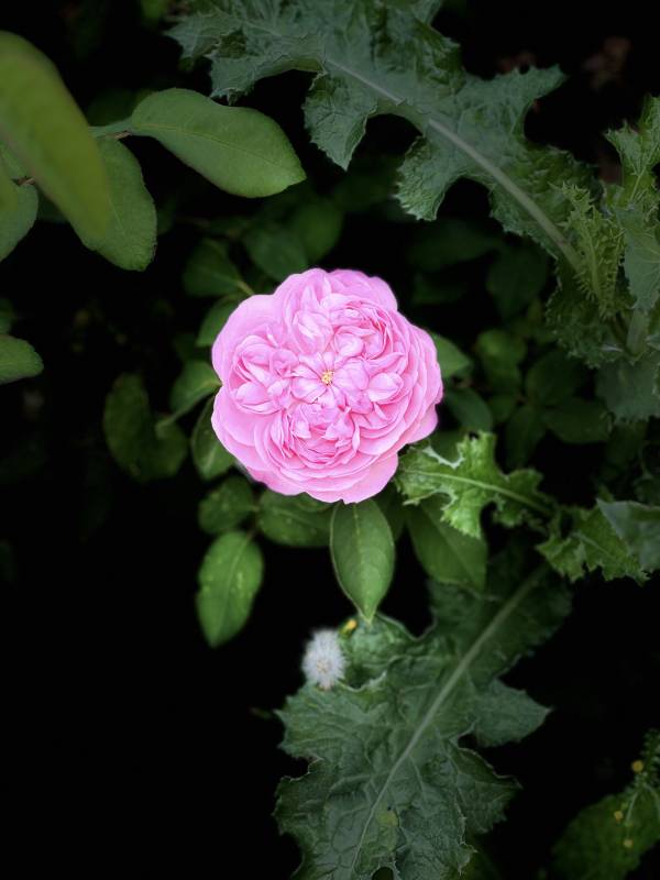 粉玫瑰绽放绿叶间