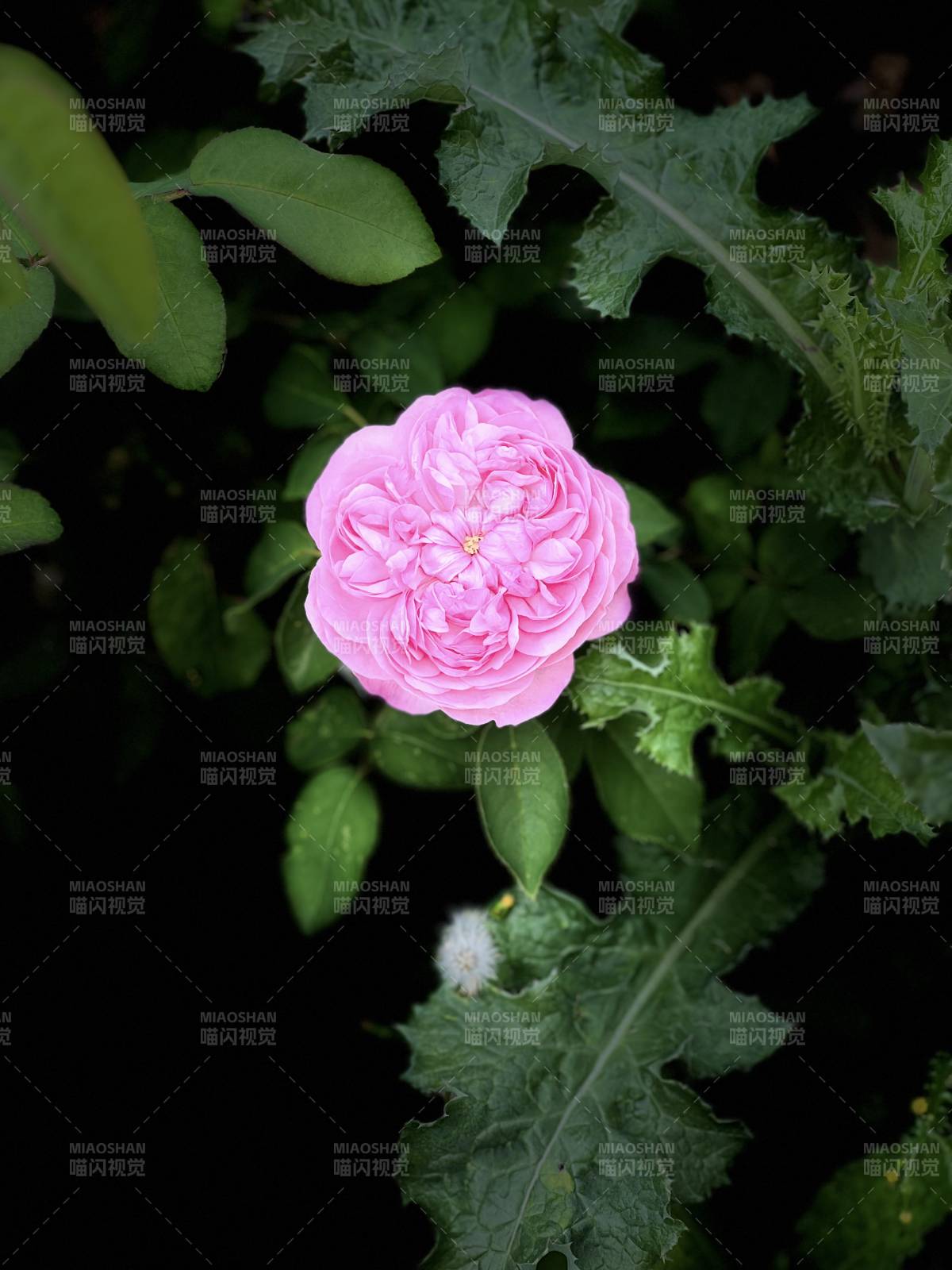 粉玫瑰绽放绿叶间