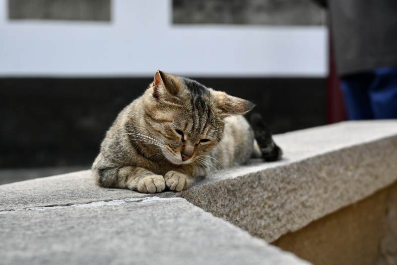 猫咪静卧石阶上