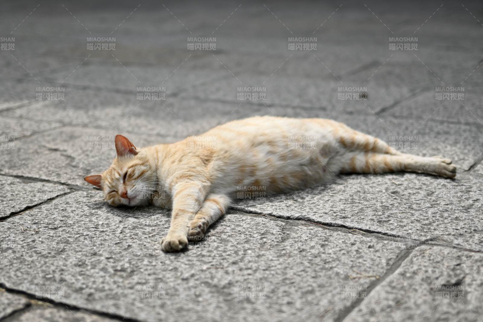 慵懒的猫咪酣睡中