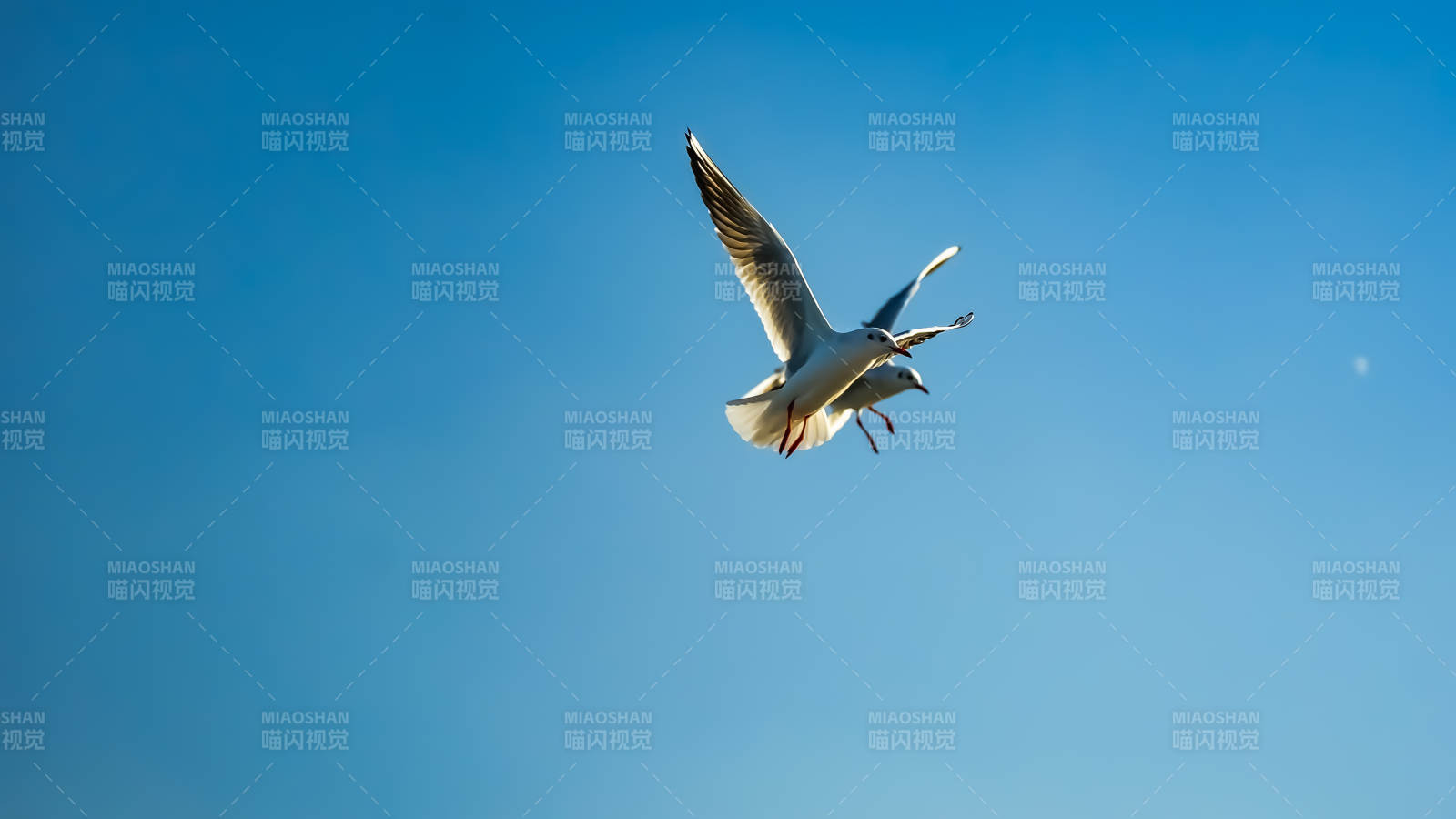 海鷗翱翔藍(lán)天