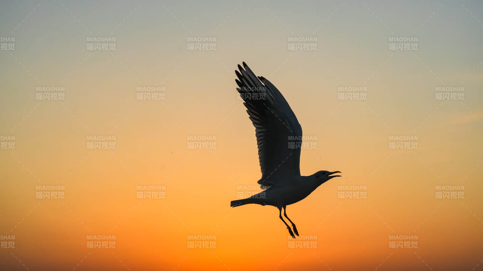 飞鸟剪影夕阳中