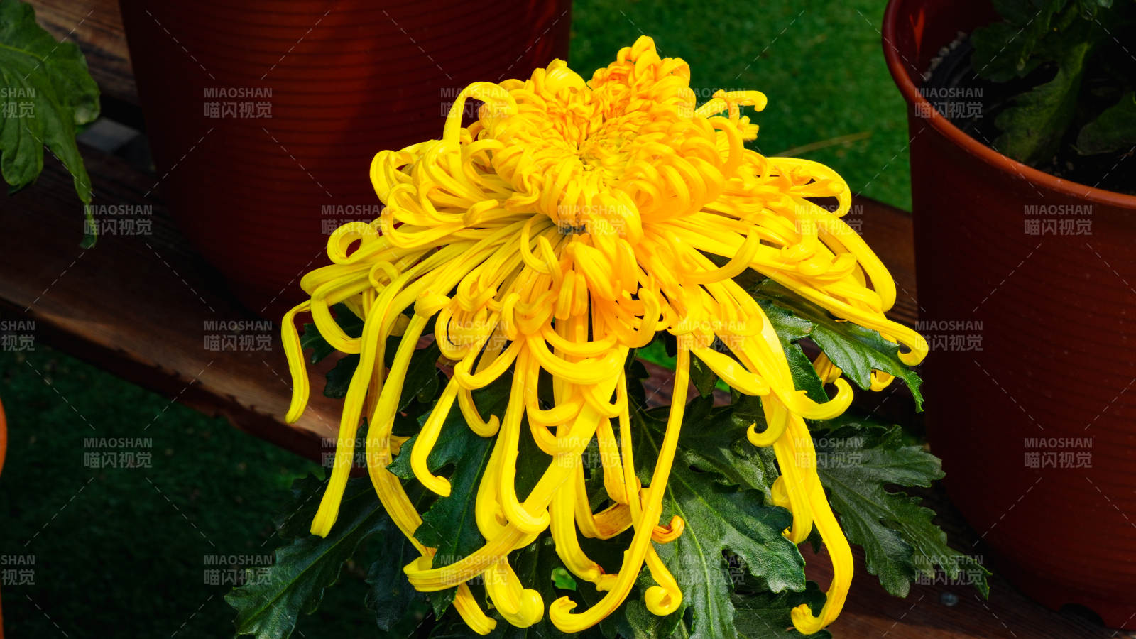 金菊綻放 絢麗奪目