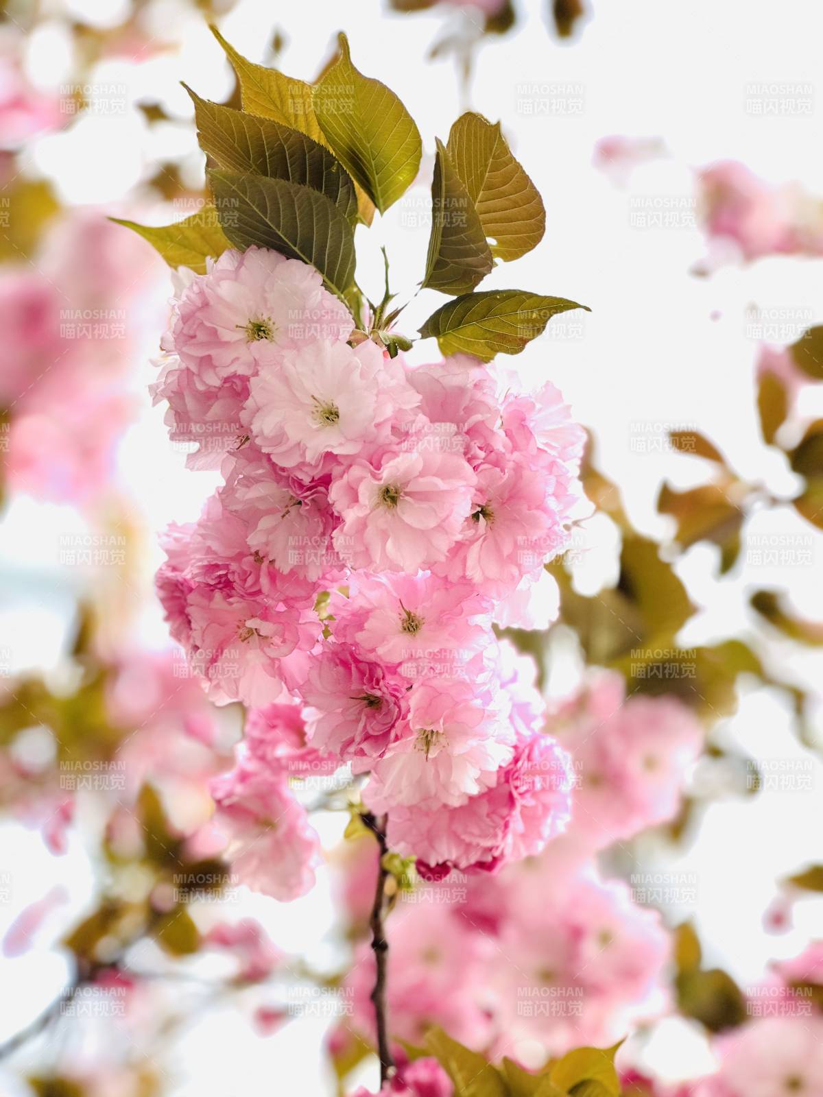 櫻花綻放春意濃