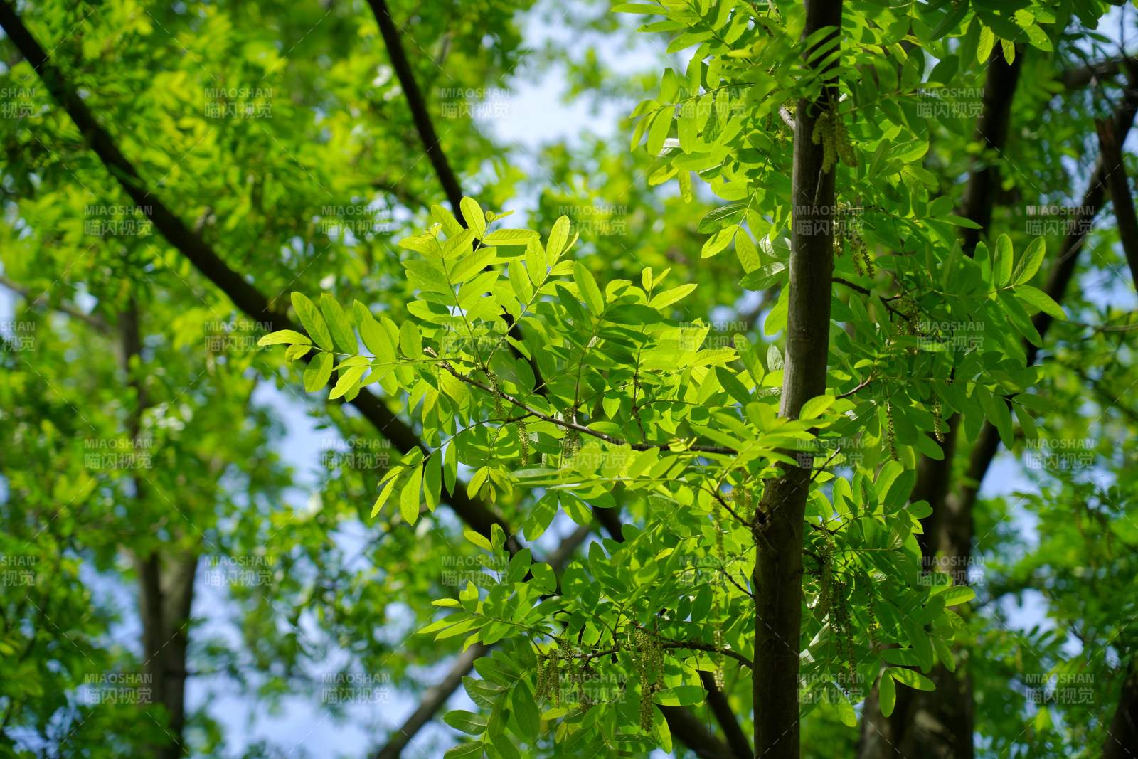 绿叶繁茂树影婆娑