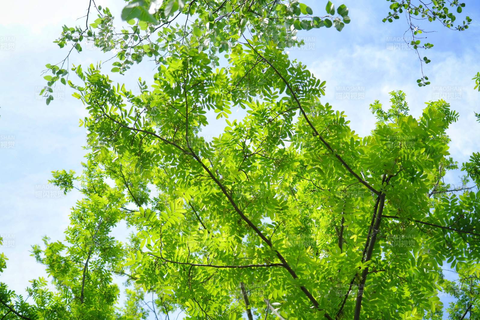 綠葉映藍天