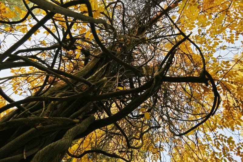 秋樹纏枝 金葉映天