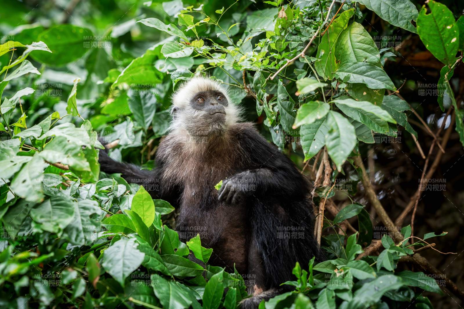 广西野生白头叶猴栖息绿林