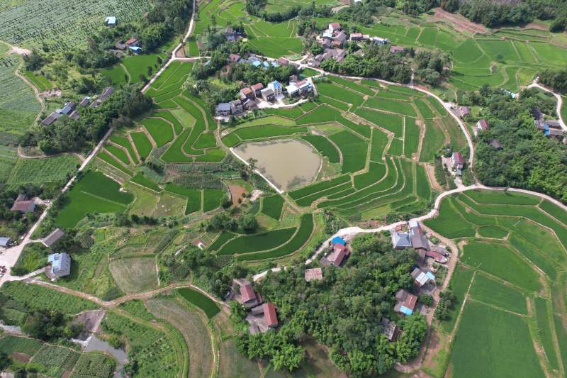 广安区石笋镇白云村稻田