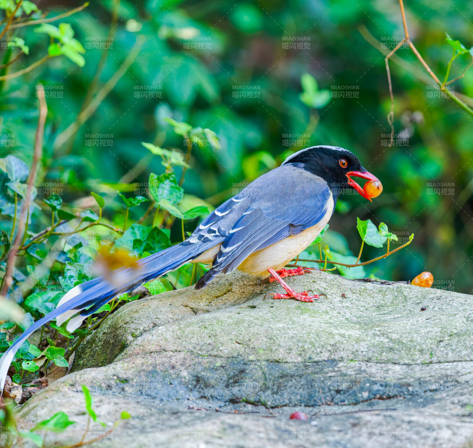 藍(lán)鵲銜果棲石上