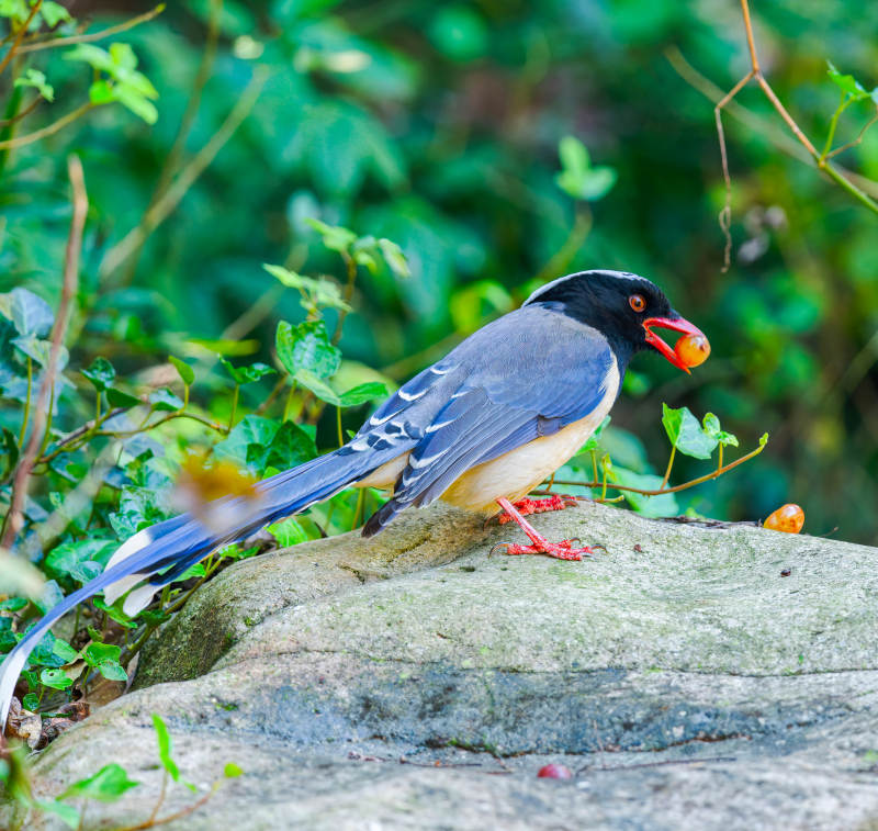 藍鵲銜果棲石上