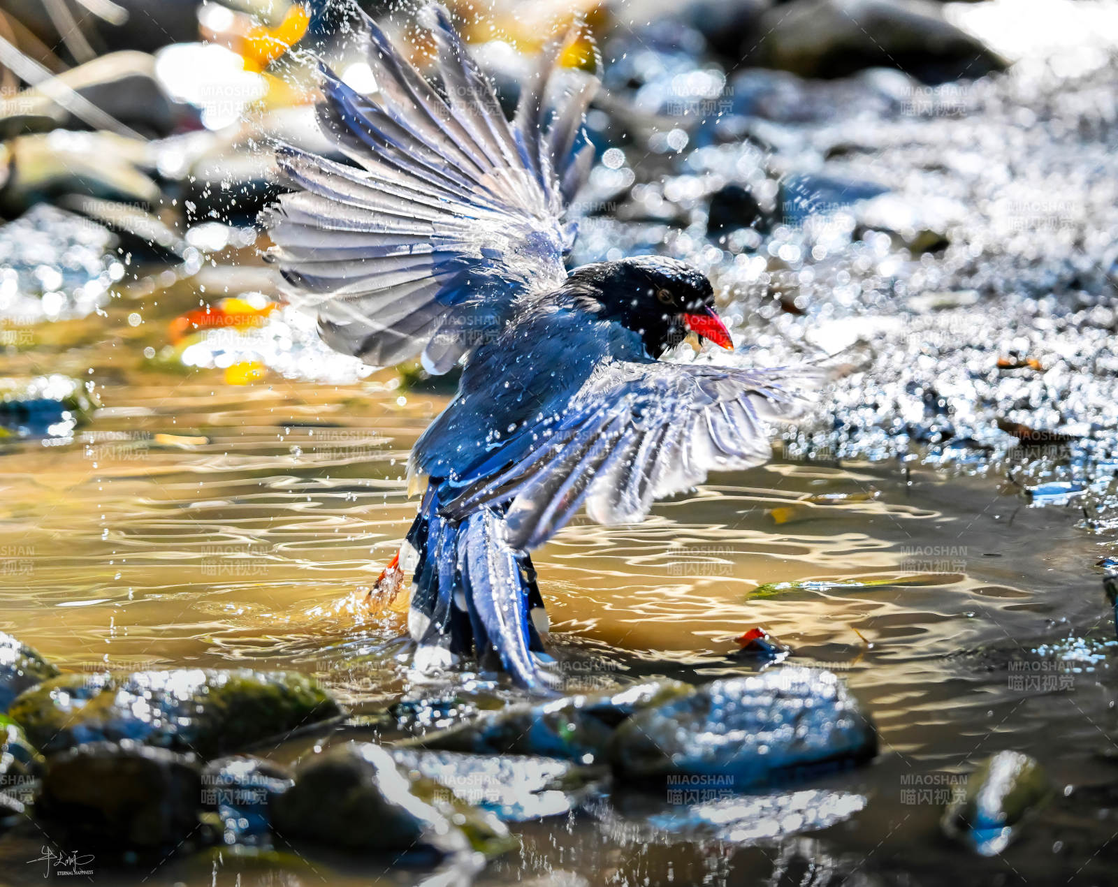 紅嘴藍鵲戲水濺起水花