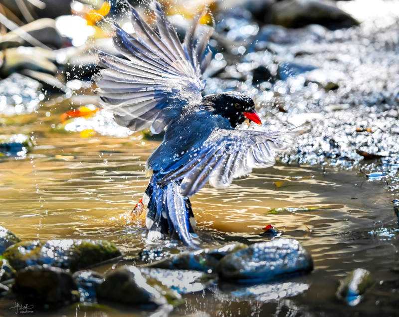 紅嘴藍鵲戲水濺起水花