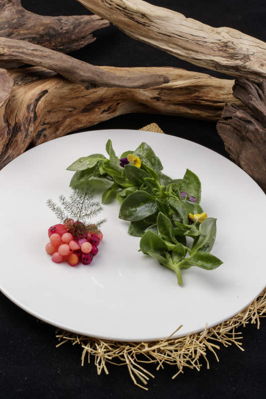 新鲜脆嫩的凉拌穿心莲摆放在黑色背景上