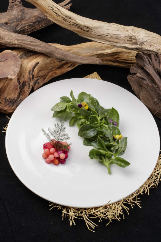 新鲜脆嫩的凉拌穿心莲摆放在黑色背景上