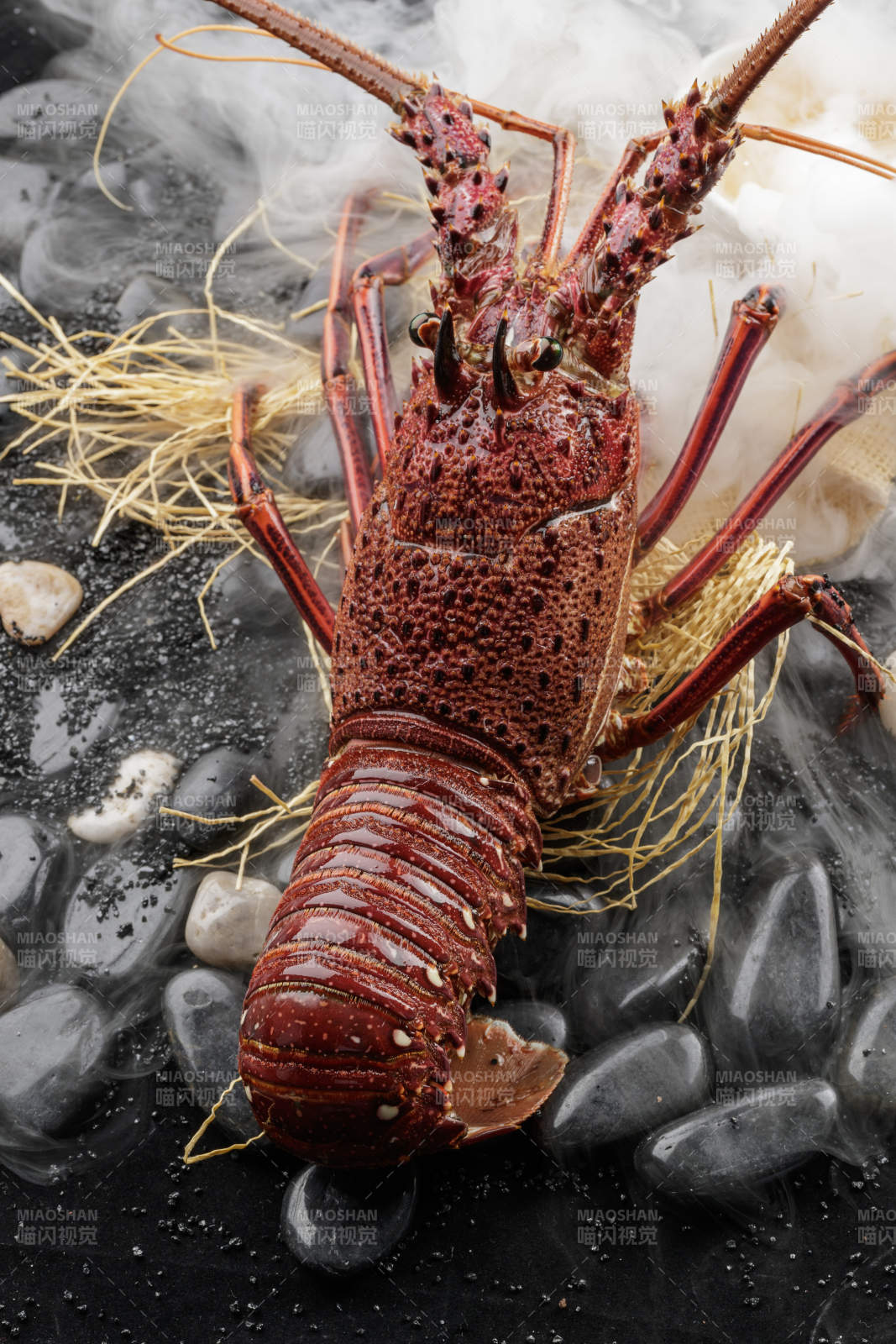 澳洲鲜活大龙虾