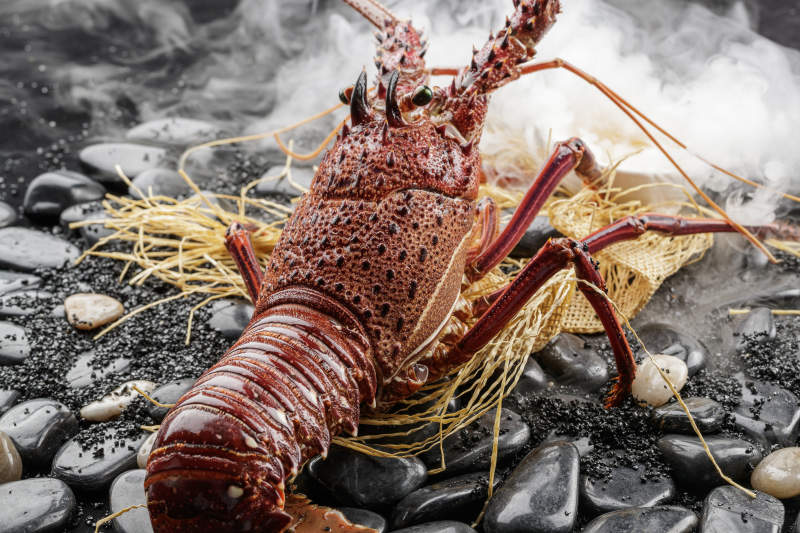 澳洲鮮活大龍蝦